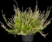 Calluna vulgaris