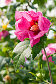 Hibiscus syriacus 'Pink Giant'®