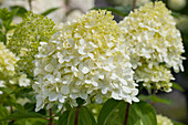 Hydrangea paniculata 'Limelight'(s)