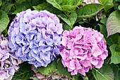 Hydrangea macrophylla 'Bela'(s)