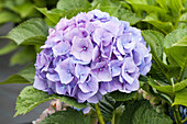 Hydrangea macrophylla 'Bela'(s)