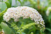 Buddleja davidii 'White Bouquet'