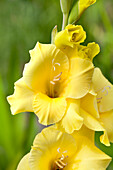 Gladiolus, yellow