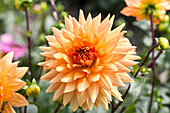 Dahlia, orange