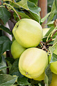 Malus domestica 'Golden delicious