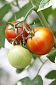 Solanum lycopersicum