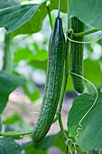 Cucumis sativus