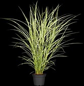 Miscanthus sinensis 'Variegatus