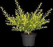 Ilex crenata 'Golden Gem'