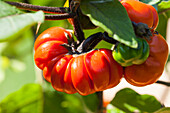 Solanum 'Halloweenchen'