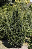 Taxus baccata