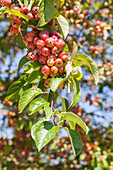 Malus 'Evereste'®