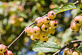 Malus x moerlandsii 'Red Sentinel'