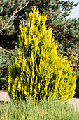 Thuja plicata '4ever' GOLDY®(s)