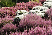 Calluna vulgaris Gardengirls® 'Alicia'(s)