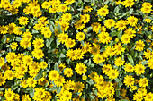 Sanvitalia procumbens Picador® 'Compact Yellow'
