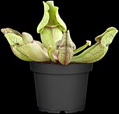 Sarracenia