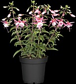 Fuchsia Fuchsia Fuchsita® 'Rose-White'