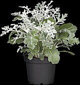 Senecio cineraria