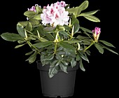 Rhododendron Progrès