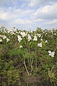 Syringa vulgaris 'Princesse Sturdzu'