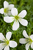 Saxifraga x arendsii, white