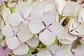 Hydrangea marophylla, white