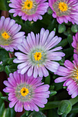 Delosperma congestum