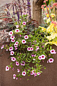 Calibrachoa, pink