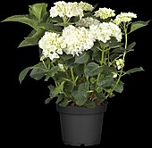 Hydrangea macrophylla 'White Wonder'®