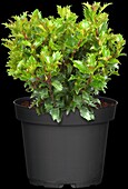 Ilex meserveae 'Little Rascal' ®