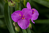 Tradescantia andersoniana