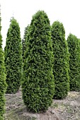 Thuja occidentalis Columna