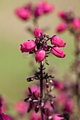 Erica cinerea