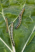 Pieris brassicae