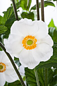 Anemone japonica, white