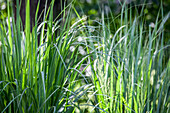 Luminous grass