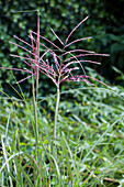 Miscanthus sinensis 'Far East