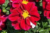 Dahlia, red