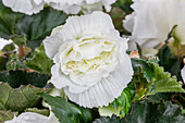 Begonia elatior, weiß