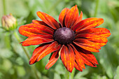 Rudbeckia 'Summerina Orange'