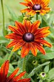 Rudbeckia 'Summerina Orange