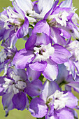 Delphinium x elatum, purple