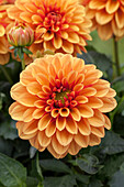 Dahlia, orange