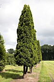 Thuja occidentalis 'Smaragd'