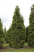 Thuja occidentalis 'Smaragd'