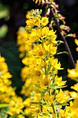 Lysimachia punctata