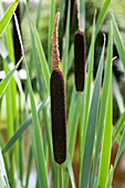 Typha angustifolia