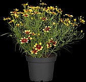 Coreopsis verticillata 'Bengal Tiger'