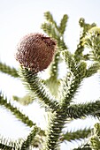 Araucaria araucana